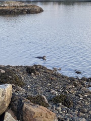 Lontra canadensis pacifica