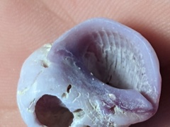 Coralliophila violacea