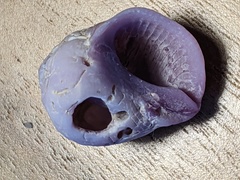 Coralliophila violacea