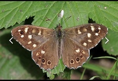 Pararge aegeria aegeria