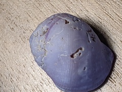 Coralliophila violacea