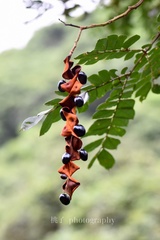 Archidendron clypearia