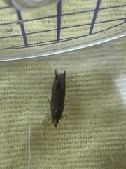 Lathronympha strigana