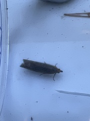 Lathronympha strigana