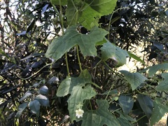 Diplocyclos palmatus
