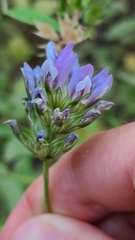 Bituminaria bituminosa