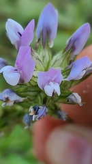 Bituminaria bituminosa