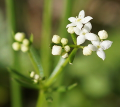 Galium anisophyllon
