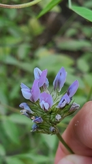 Bituminaria bituminosa