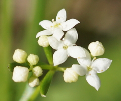 Galium anisophyllon