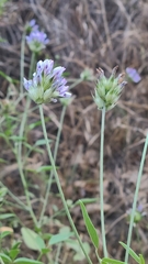 Bituminaria bituminosa