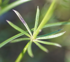 Galium anisophyllon