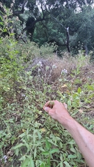 Bituminaria bituminosa