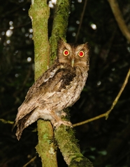 Megascops guatemalae