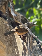 Little Shrikethrush photo 4