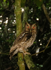 Megascops guatemalae