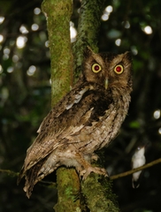 Megascops guatemalae