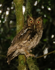 Megascops guatemalae