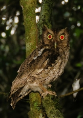 Megascops guatemalae