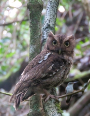 Megascops guatemalae