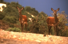Cervus elaphus corsicanus