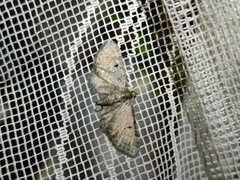 Eupithecia extraversaria