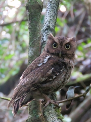 Megascops guatemalae