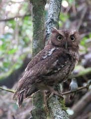 Megascops guatemalae