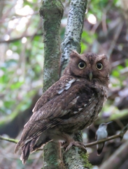 Megascops guatemalae