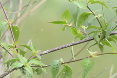 Vireo nelsoni