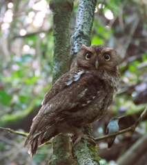 Megascops guatemalae