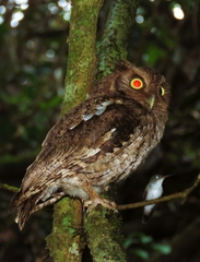 Megascops guatemalae