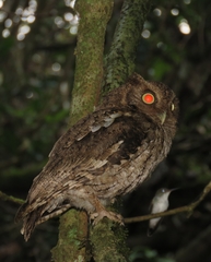 Megascops guatemalae