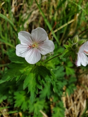 Geranium erianthum