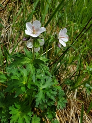Geranium erianthum
