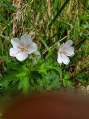 Geranium erianthum