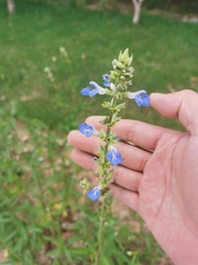 Salvia uliginosa