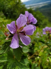 Geranium erianthum