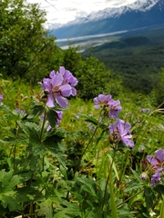 Geranium erianthum