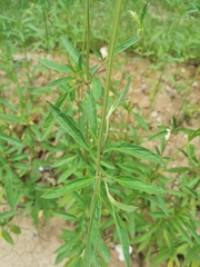 Salvia uliginosa