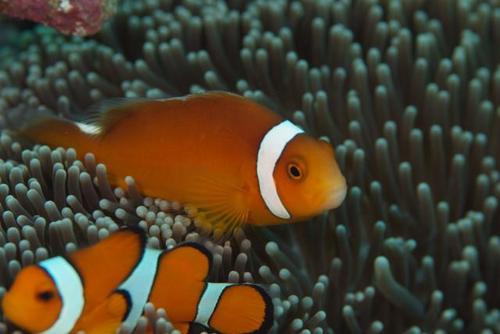 Thielle's Anemonefish — seen at this dive site