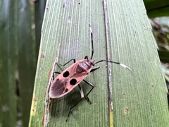 Physopelta fusciscutellata