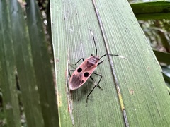 Physopelta fusciscutellata