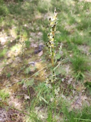 Juncus squarrosus