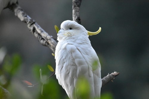 Sulphur-crested Cockatoo, photo 8 of 9