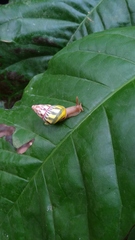 Amphidromus furcillatus