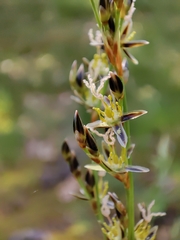 Juncus squarrosus