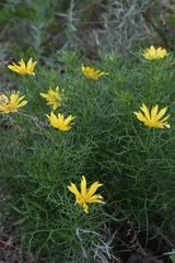 Adonis apennina
