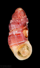 Anabathron lene