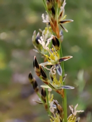 Juncus squarrosus